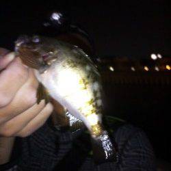 大蔵海岸　メバリングで梅雨メバル18＆12cm2匹☆