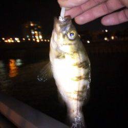 大蔵海岸、本日もメバリングに行って来ました