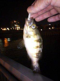 大蔵海岸、本日もメバリングに行って来ました