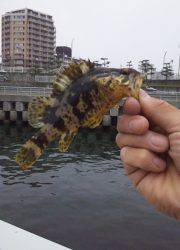 大蔵海岸　デイメバリングでガシラ30匹他アブラメなどで五目釣り達成♪