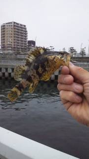 大蔵海岸　デイメバリングでガシラ30匹他ア…