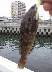 大蔵海岸　デイメバリングでガシラ30匹他アブラメなどで五目釣り達成♪