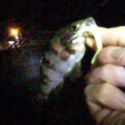 大蔵海岸でライトゲーム　メバル&ガシラ