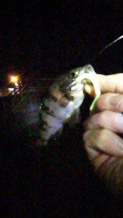 大蔵海岸でライトゲーム　メバル&ガシラ