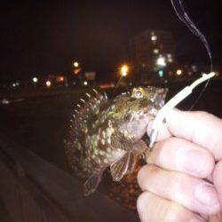 大蔵海岸でライトゲーム　メバル&ガシラ