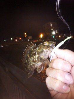 大蔵海岸でライトゲーム　メバル&ガシラ