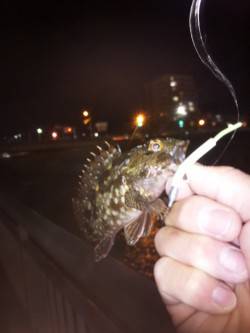 大蔵海岸でライトゲーム　メバル&ガ…