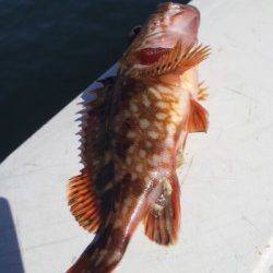 大蔵海岸　デイガシリングでガシラ〜20cm20匹