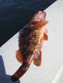 大蔵海岸　デイガシリングでガシラ〜20cm…