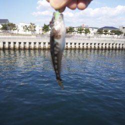 大蔵海岸　デイガシリングでガシラ〜20cm20匹