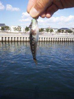 大蔵海岸　デイガシリングでガシラ〜20cm20匹