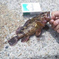 大蔵海岸、岸際をトゥィッチするとデイメバルがヒット！