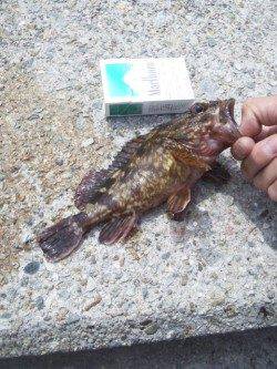 大蔵海岸、岸際をトゥィッチするとデイメバルがヒット！