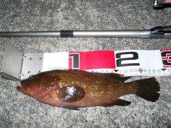 貝塚人工島　夕方からのエビ撒き釣りでアコウ28.5cm☆