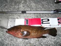 貝塚人工島　夕方からのエビ撒き釣りでアコウ…