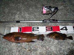 貝塚人工島　夕方からのエビ撒き釣りでアコウ28.5cm☆