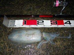 貝塚人工島へ夕方からエビ撒き釣り、アオリがヒット！