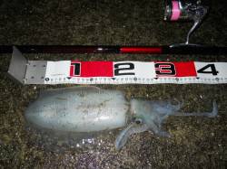 貝塚人工島へ夕方からエビ撒き釣り、アオリが…