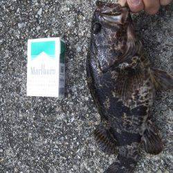 大蔵海岸でガシリングの釣果