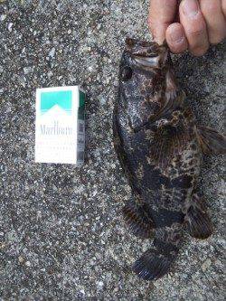 大蔵海岸でガシリングの釣果