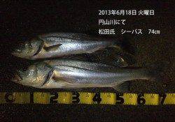 円山川にてグッドサイズのシーバス☆