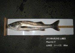 シーバス80㎝☆　in円山川