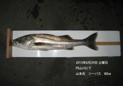 シーバス80㎝☆　in円山川
