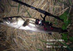 円山川で78cmのシーバスの釣果☆