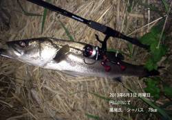 円山川で78cmのシーバスの釣果☆