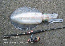 竹野にてアオリイカ胴長38㎝！