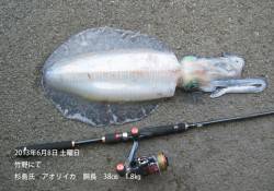 竹野にてアオリイカ胴長38㎝！