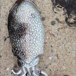 神戸港4,5,6,8防　夕方短時間のエギングでコウイカ♪