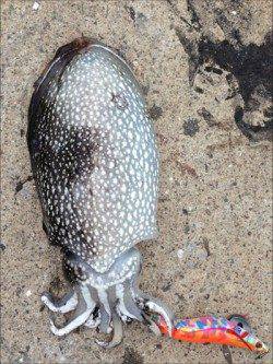 神戸港4,5,6,8防　夕方短時間のエギングでコウイカ♪