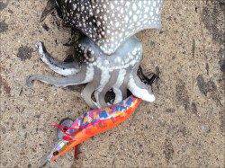 神戸港4,5,6,8防　夕方短時間のエギングでコウイカ♪