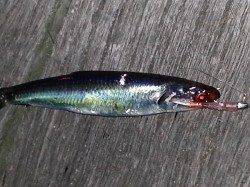 舞洲　アジングでアジ狙いもチーバス＆イワシ