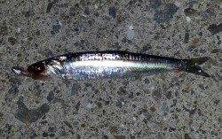 舞洲　アジングでアジ狙いもチーバス＆イワシ