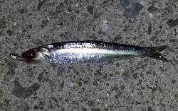 舞洲　アジングでアジ狙いもチーバス＆イワシ…