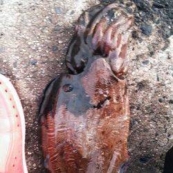 長江　エギングでアオリイカ狙いもコウイカ1520g