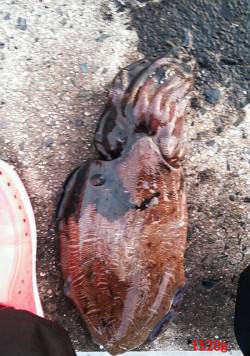 長江　エギングでアオリイカ狙いもコウイカ1…