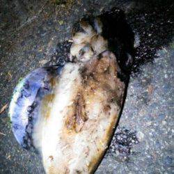 長江　エギングでアオリイカ狙いもコウイカ1520g