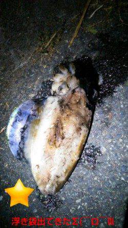 長江　エギングでアオリイカ狙いもコウイカ1520g