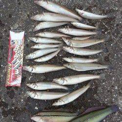 中川、揖保川　5時間の投げ釣りでキス〜21cm21匹　使用フックはキステック！