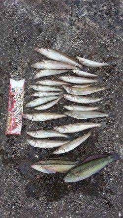 中川、揖保川　5時間の投げ釣りでキス〜21cm21匹　使用フックはキステック！