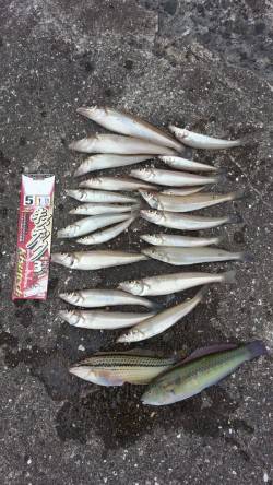 中川、揖保川　5時間の投げ釣りでキス〜21…