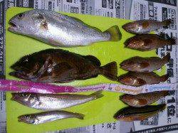 泉佐野　エアシンカーのちょい投げでイシモチ・ガシラ・キスなど