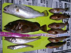 泉佐野　エアシンカーのちょい投げでイシモチ…