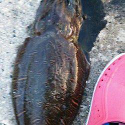 宮津西部エリア、エギングで1700g♂のコウイカＧＥＴ！