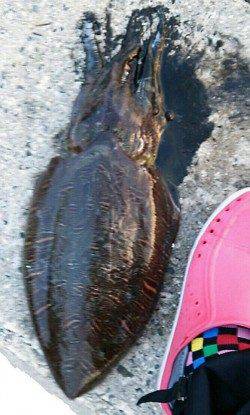 宮津西部エリア、エギングで1700g♂のコウイカＧＥＴ！