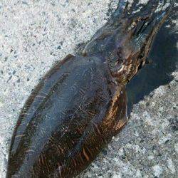 宮津西部エリア、エギングで1700g♂のコウイカＧＥＴ！