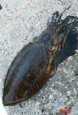 宮津西部エリア、エギングで1700g♂のコウイカＧＥＴ！